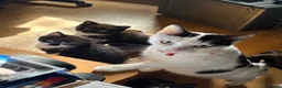 Mixed Breed cats for sale: Gorgeous boy - Advert 4