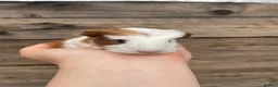 Guinea Pig rodents for sale: Gorgeous guinea pigs  - Advert 3