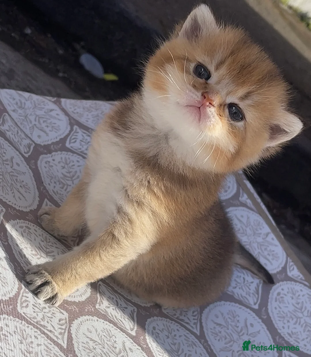 British Shorthair cats for sale: British shorthair kitten ready for loving home in Belfast - Advert 2