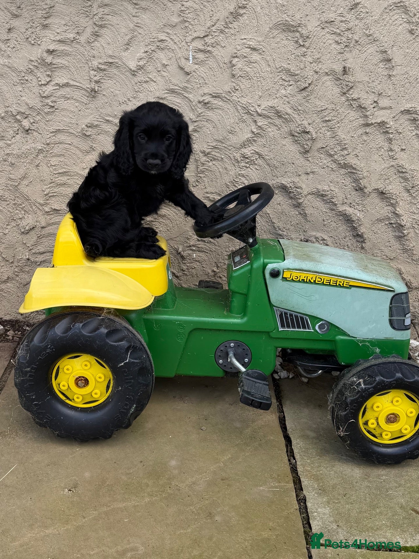 Cocker Spaniel dogs Scottish Working Cocker Spaniels ready now  - Advert 4
