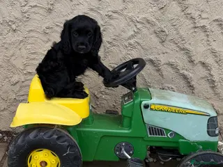 Cocker Spaniel dogs Scottish Working Cocker Spaniels ready now - Advert 4