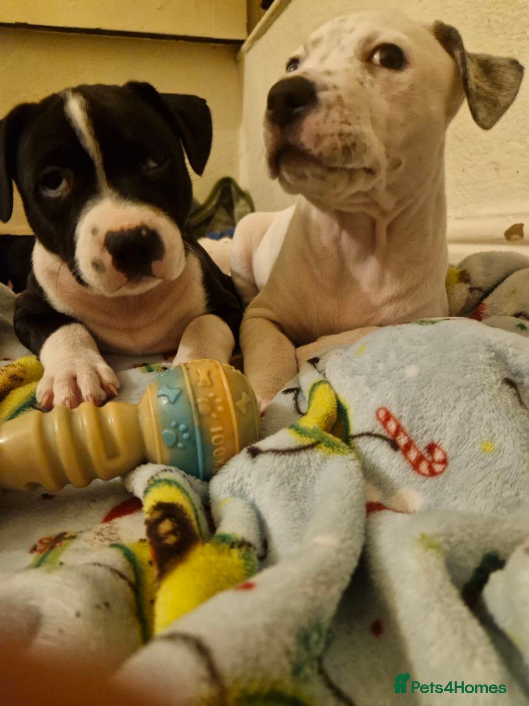 Mixed Breed dogs for sale: “Meet the Ones Who’ll Make Every Day Brighter.” - Image 9