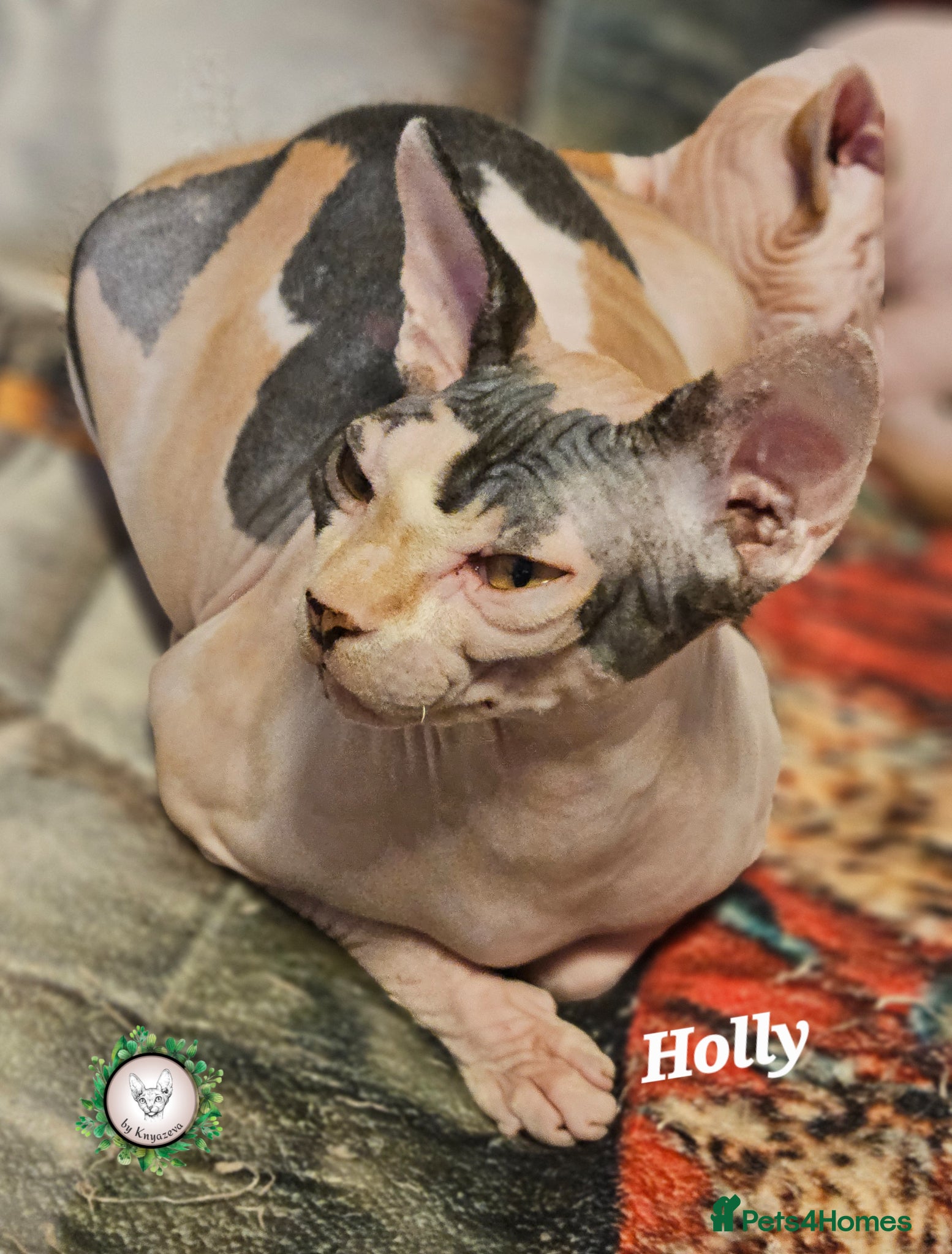 Sphynx cats Beautiful Canadian Sphynx Champion father line ❤️  - Advert 2