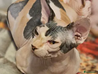 Sphynx cats Beautiful Canadian Sphynx Champion father line ❤️ - Advert 2