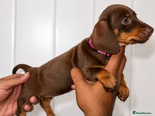 Miniature Dachshund dogs True miniature dachshund puppies - Advert 13