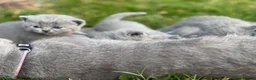 British Shorthair cats for sale: Stunning Grey British Shorthair - Advert 6