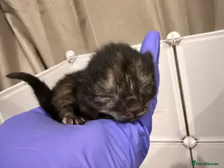 Domestic Shorthair cats 3 kittens - Advert 3