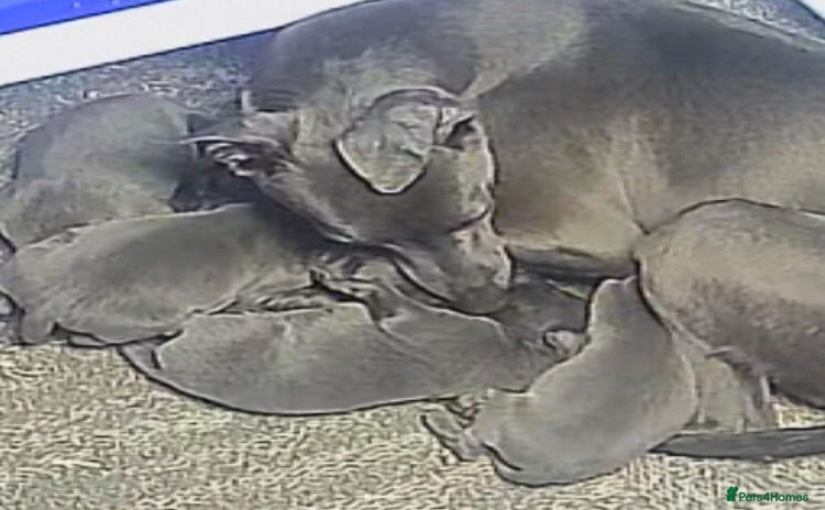 Whippet dogs - Advert 5