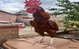 Chickens poultry for sale: Shamo aseel.  - Image 2