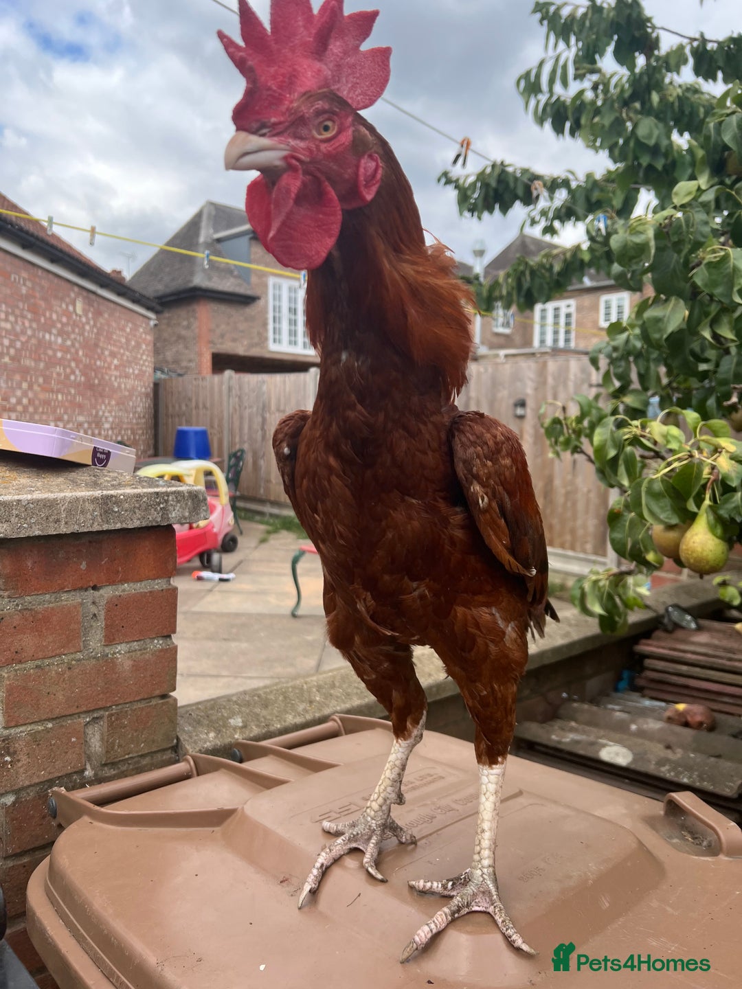 Chickens poultry for sale: Shamo aseel.  - Image 2
