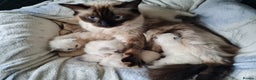 Ragdoll cats for sale: GCCF Registered Pedigree Ragdoll Kittens - Advert 12