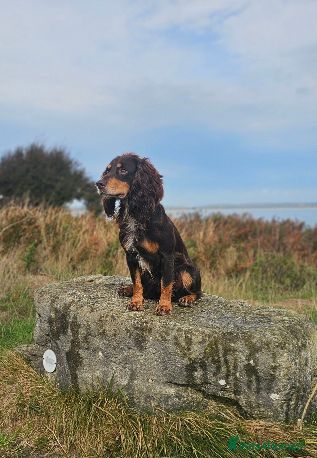 Cocker Spaniel dogs for stud: Small, health tested KC working cocker - Image 2