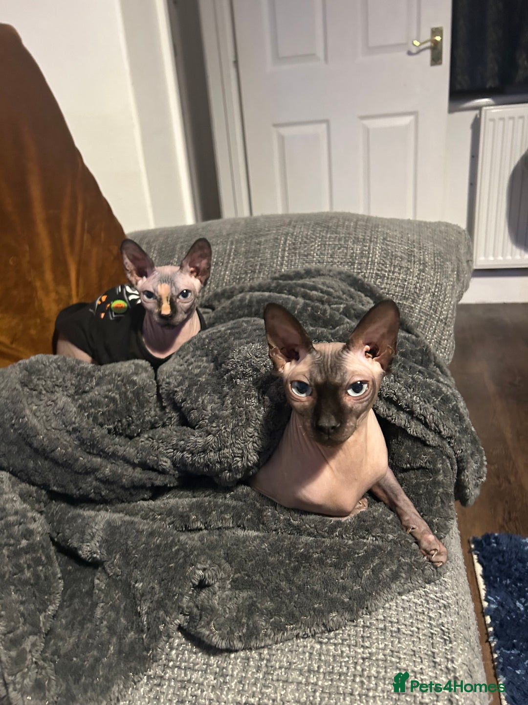 Sphynx cats for sale: Female sphynx looking for a new home  - Image 3