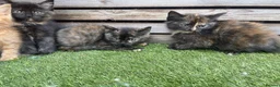 Mixed Breed cats for sale: 5 beautiful kittens - ready to leave now  - Advert 6
