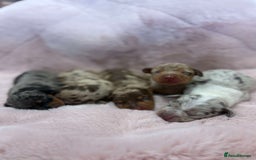 Miniature Dachshund dogs for sale: Only 4 left! Adorable Mini Dachshund Puppies 🐾🐶 - Image 37