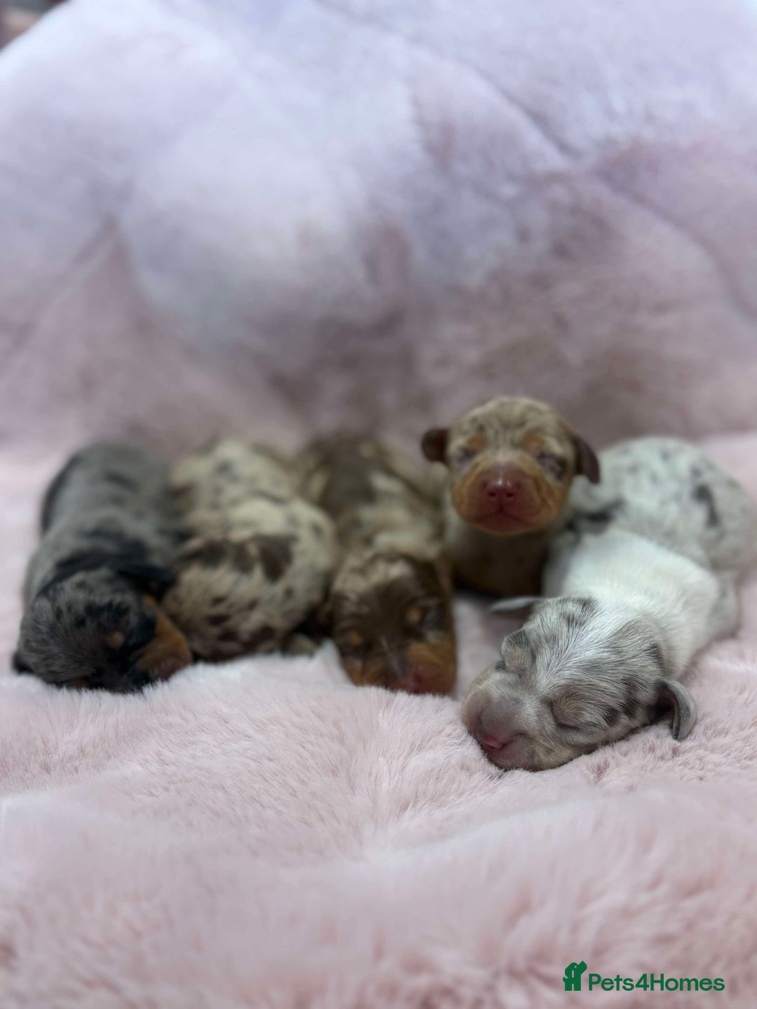Miniature Dachshund dogs for sale: Only 4 left! Adorable Mini Dachshund Puppies 🐾🐶 - Image 37