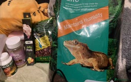 Gecko reptiles for sale: male crested gecko - Image 3