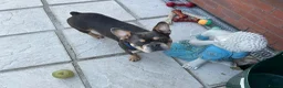 French Bulldog dogs for sale: French Bulldogs - Advert 2