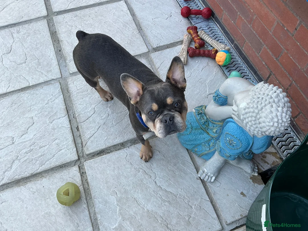 French Bulldog dogs for sale: French Bulldogs - Advert 2