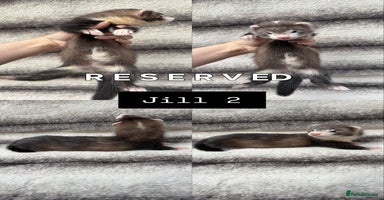 Ferret rodents - Advert 10
