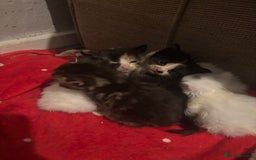 Turkish Angora cats for sale: Friendly, Cute & Cuddly Kittens – Ready 10/12  - Advert 20