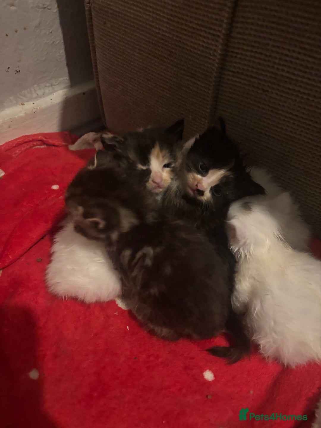 Turkish Angora cats for sale: Friendly, Cute & Cuddly Kittens – Ready 10/12  - Advert 20