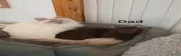 Suffolk cats for sale: GCCF registered Chocolate Suffolk Kittens - Advert 6