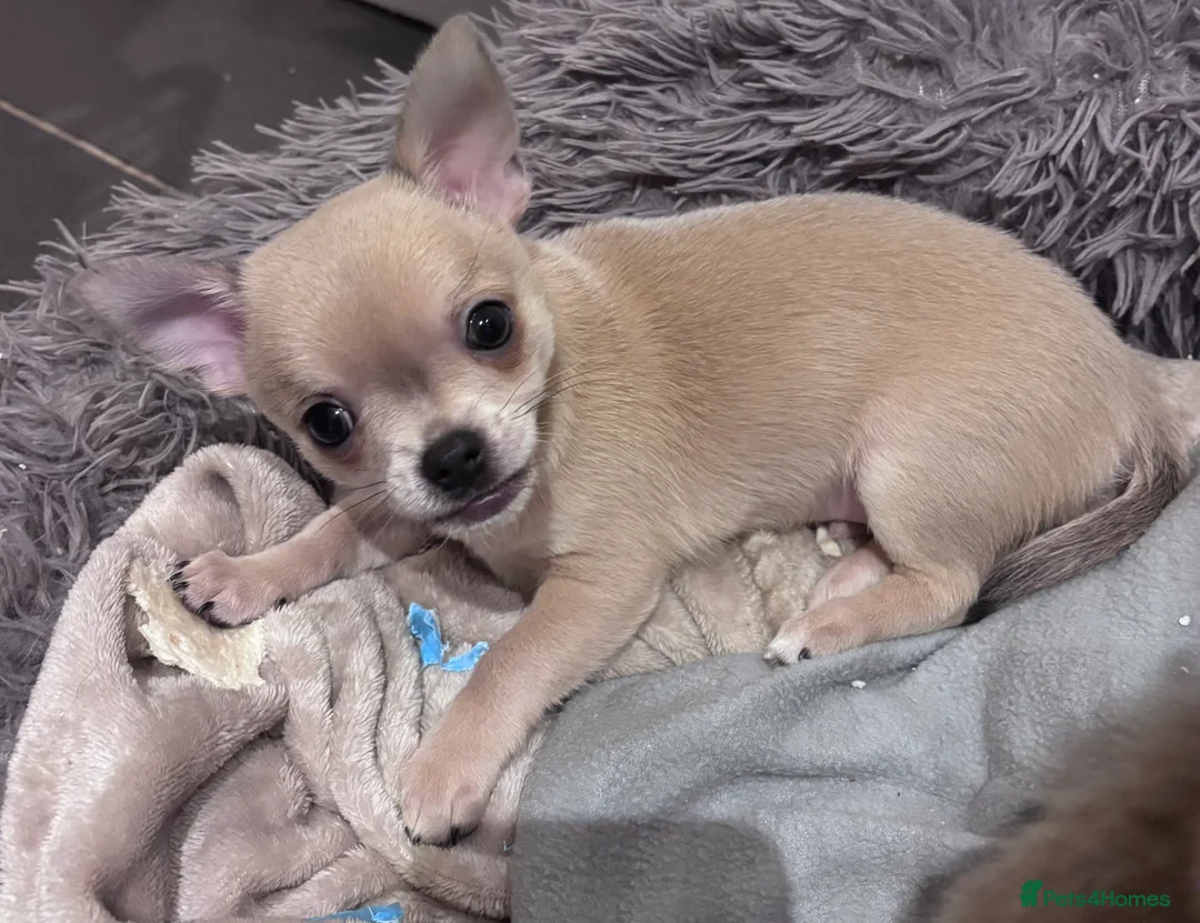 Chihuahua dogs for sale: Last boy KC REG chihuahua Champ/russian READY NOW - Advert 32