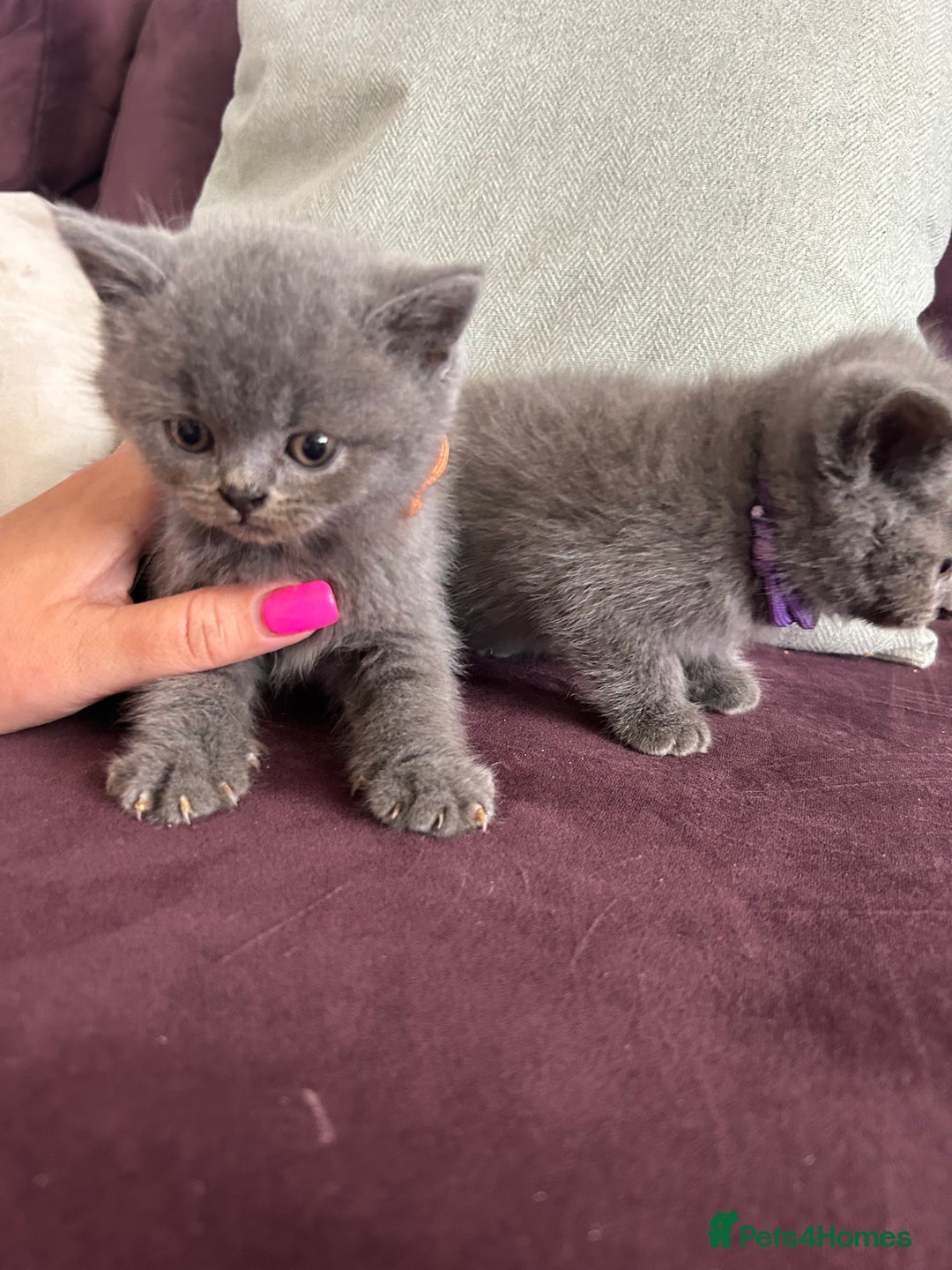 British Shorthair cats for sale: pedigree GCCF kittens available in 2 weeks time! - Image 12