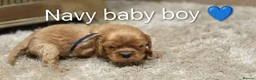 Cavalier King Charles Spaniel dogs for sale: DNA TESTED CAVALIER KING CHARLES  - Advert 4