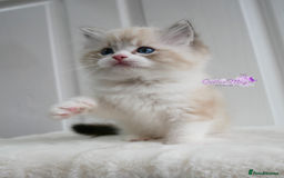 Ragdoll cats for sale: Exquisite Chinese Ragdolls Lynx / Bicolor - Image 4