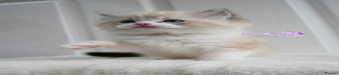 Seal Lynx (Tabby) Bicolor 