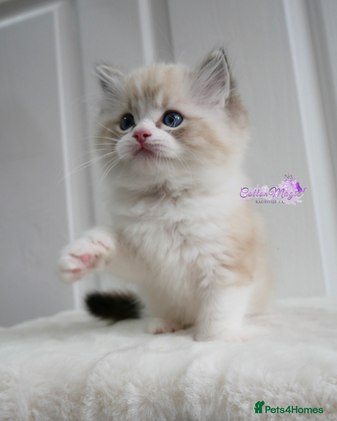 Ragdoll cats for sale: Exquisite Chinese Ragdolls Lynx / Bicolor - Image 4