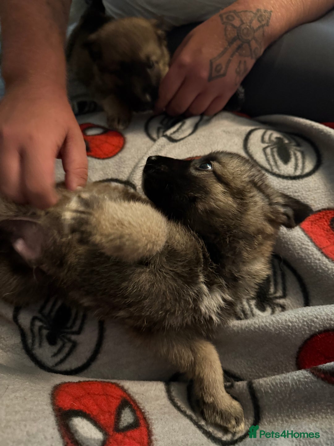 Mixed Breed dogs for sale: (REDUCED FOR LAST 2 ) Stunning Shepkita puppies  - Image 18