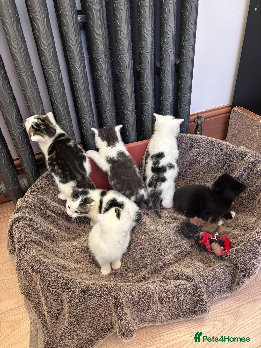 Mixed Breed cats for sale: Mixed breed kittens seeking their forever homes - Advert 1