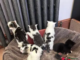 Mixed Breed cats Mixed breed kittens seeking their forever homes - Advert 1