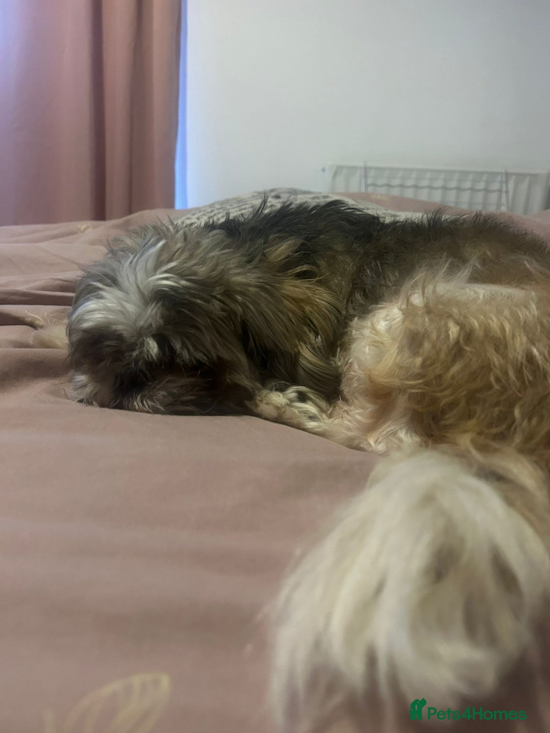 Shih Tzu dogs for sale: 2 BEAUTIFUL BOYS REMAINING - Image 7