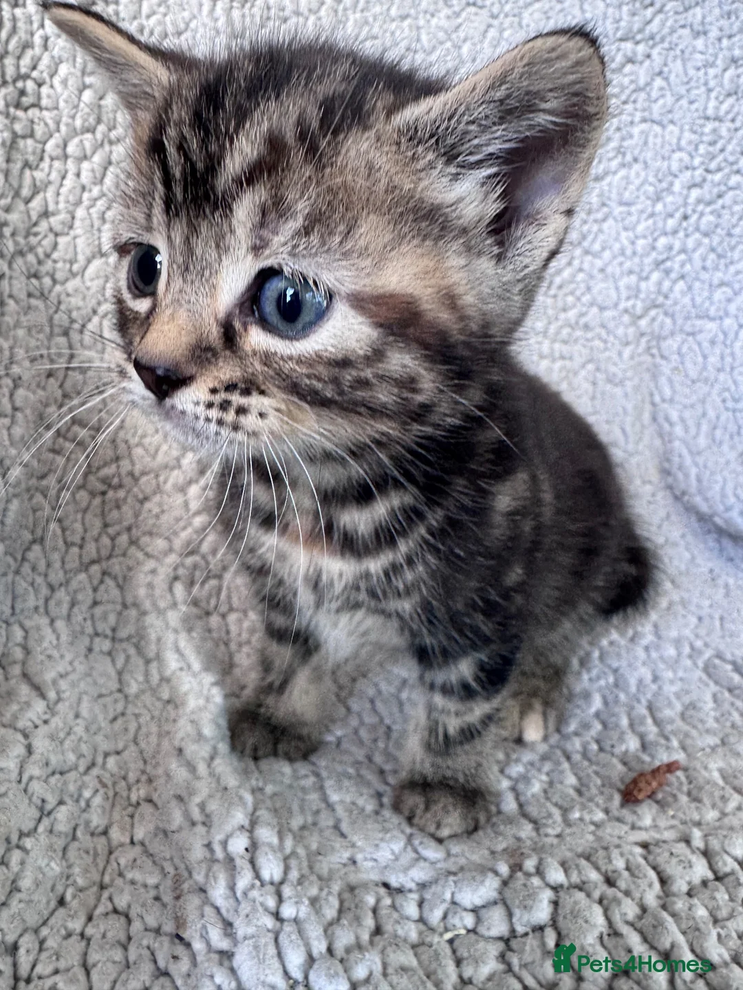 Mixed Breed cats for sale: 8 Beautiful mixed breed kittens looking for a home - Advert 1