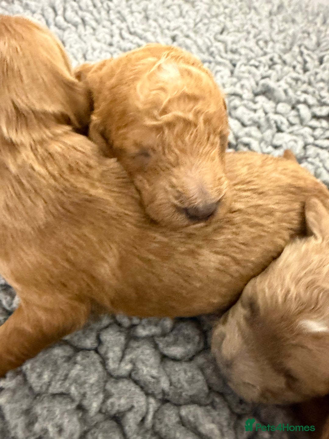 Mini Goldendoodle dogs for sale: Stunning Goldendoodle Puppies  - Image 5