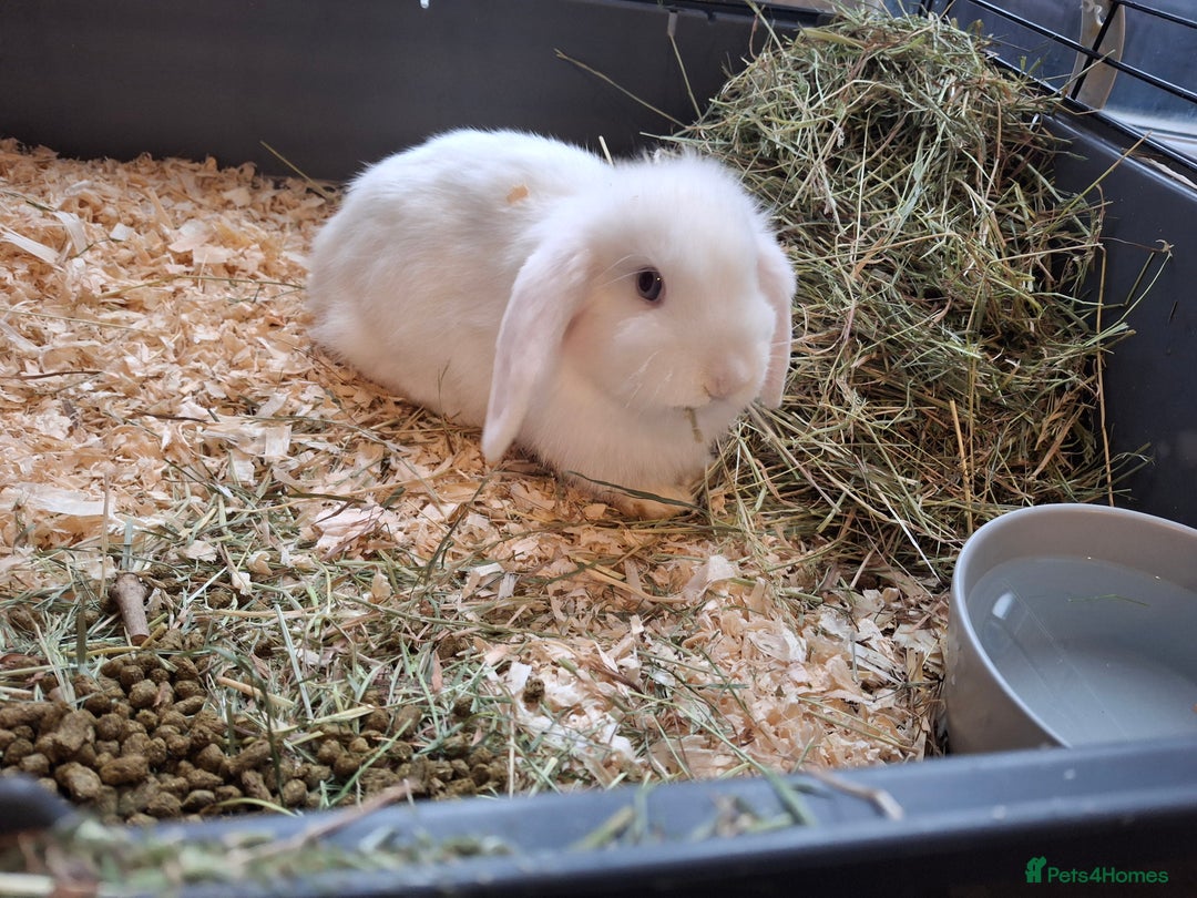 Mini Lop rabbits for sale: FREE STARTER PACK! Stunning baby mini lops - Advert 7