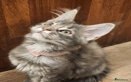 Maine Coon cats for sale: Maine coon purebred pedigre xl in Barnsley - Image 19