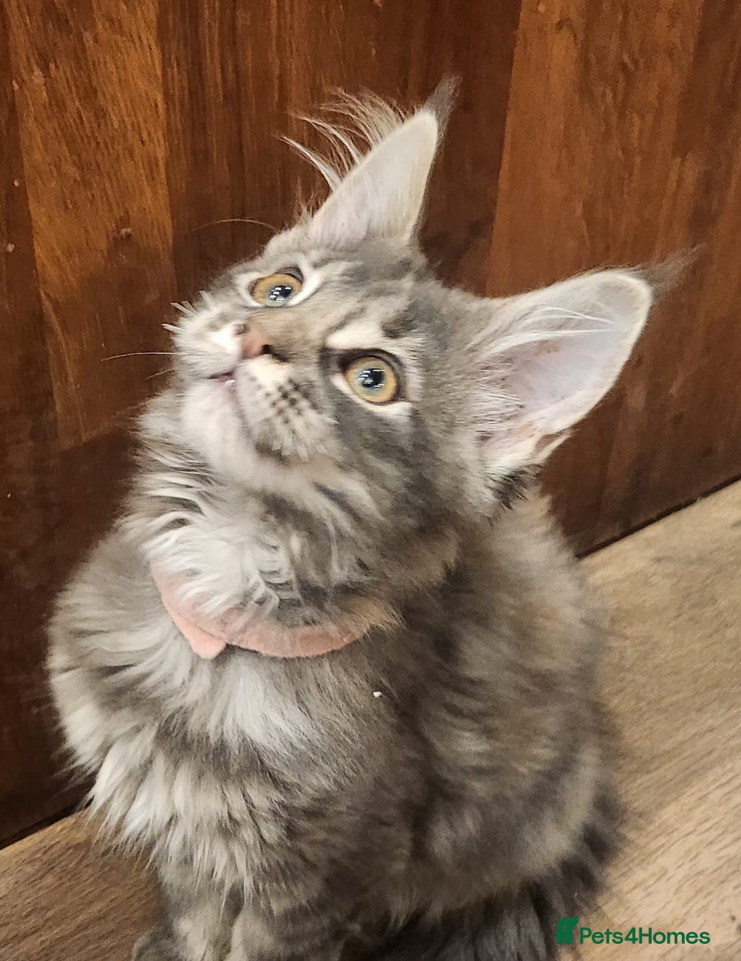 Maine Coon cats for sale: Maine coon purebred pedigre xl in Barnsley - Image 19