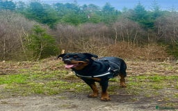 Rottweiler dogs for sale: Female Rottweiler  - Image 2