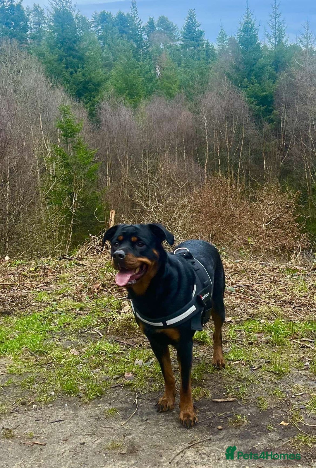 Rottweiler dogs for sale: Female Rottweiler  - Image 2