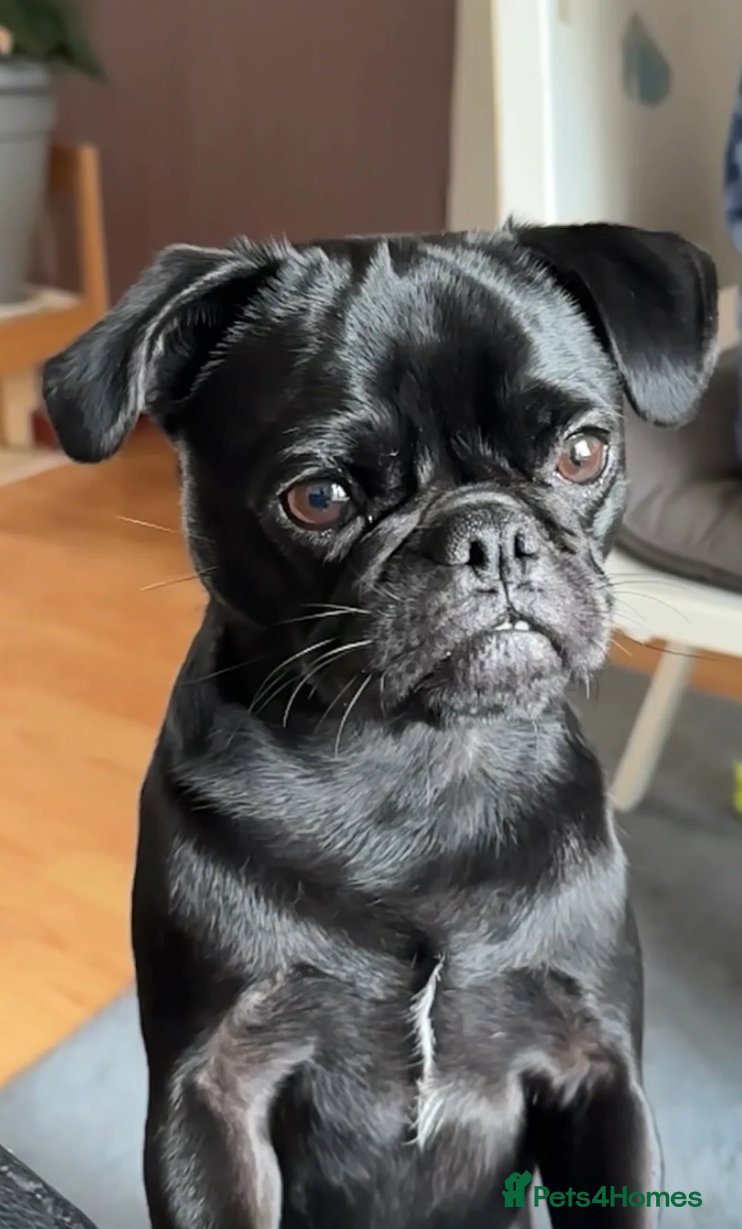 Pug dogs for sale: New home for pretty girl - Advert 1