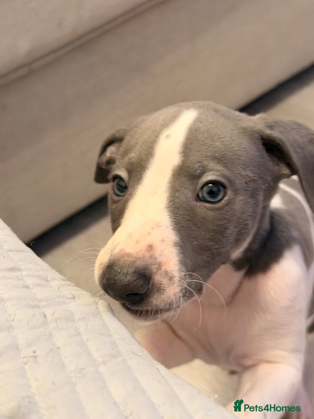 Whippet dogs for sale: KC Whippet puppies only 2 boys left  - Advert 29