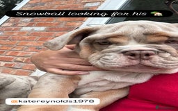 English Bulldog dogs for sale: English Bulldog pups - Image 15