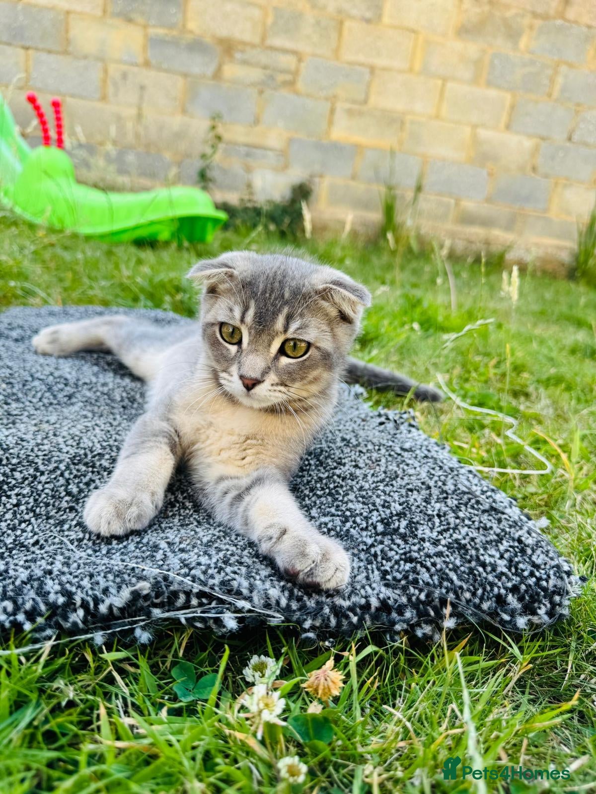 British Shorthair cats Beautiful Scottish Fold Kittens  - Advert 2