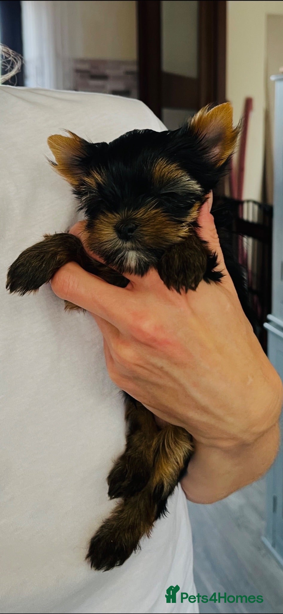 Yorkshire Terrier dogs PRICKED EARS MINIATURE YORKSHIRE TERRIERS KC DNA - Advert 7