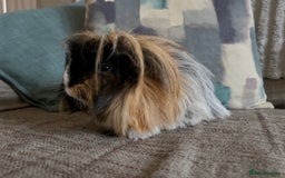 Guinea Pig rodents for sale: Two gorgeous bonded boys - Image 4